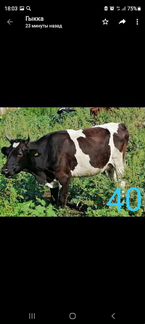 Коровы и телята: 8мес,6мес,4 мес - фотография № 4