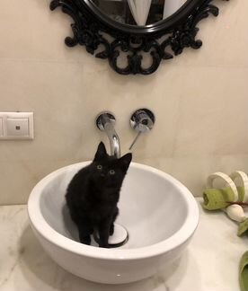 Кошечка 3 месяца