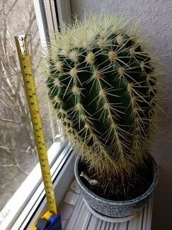 Кактус большой высота 25см