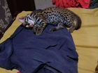 Азиатские леопардовые котодетки. Алк кошки и Алк к объявление продам