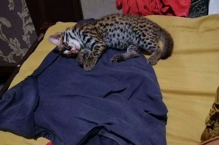 Азиатские леопардовые котодетки. Алк кошки и Алк к