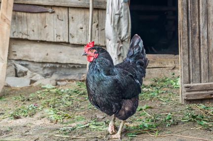 Черные Петухи и Куры Доставка