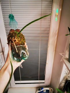 Орхидея Brassavolacucullata