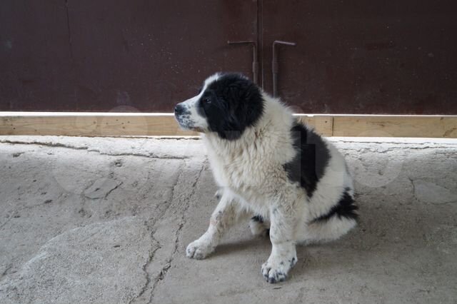 Фото Черно Белой Овчарки