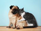 Передержка собак и кошек (квартирные условия) объявление продам