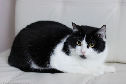 Кошка в самые добрые руки