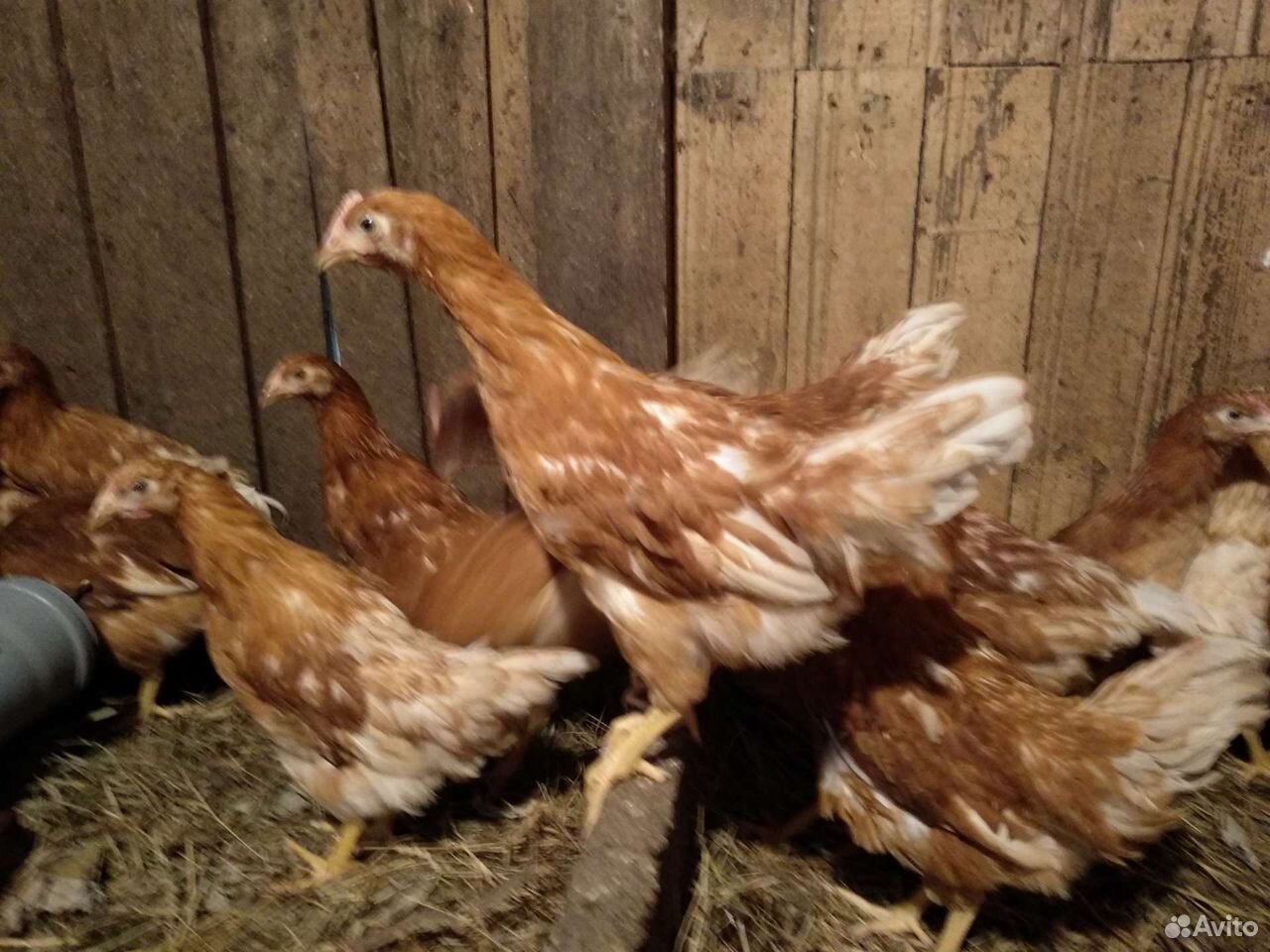 Chickens pullets