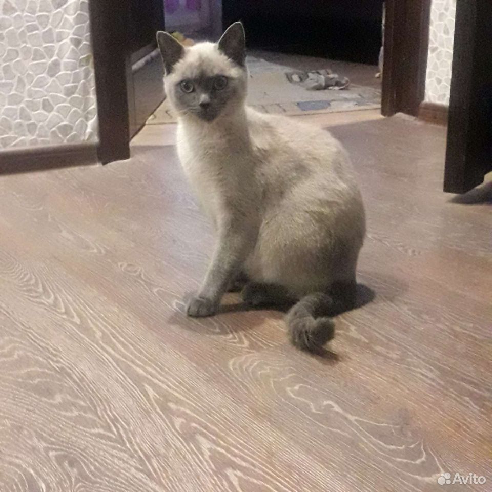 Сиамская