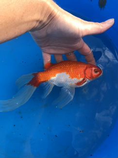 Комета для пруда