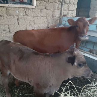 Корова и 2 теленка - фотография № 4