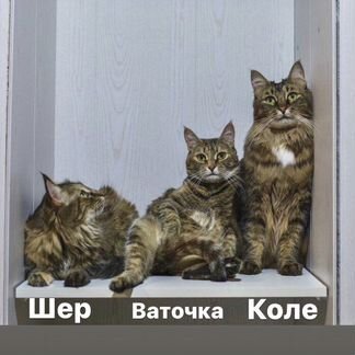 Кошка (семья кошек)