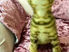 Бенгальский котенок супер яркий объявление продам