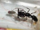 Odontomachus simillimus муравей капкан объявление продам