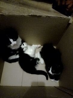 Три хорошеньких котенка от турецкой ангорской кошк