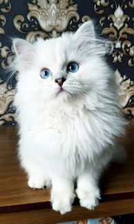 Британская длинношерстная шиншилла