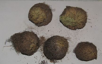 Роза иерихона, иерихонская роза, мох, папоротник