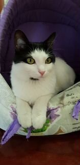 Котик 1,5 года в добрые руки