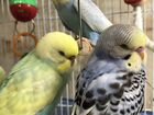 Волнистые попугаи,малыши