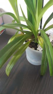 Phragmipedium Hanne Popow x longifolium