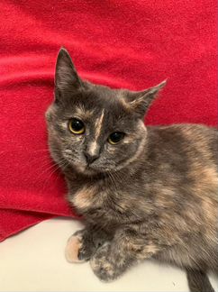 Шерсть у Молли, как бархат - ласковая 