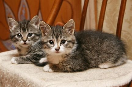 В новом году - счастье коту Праздничные котята