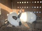 Кролики-калифорнийцы объявление продам