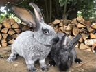 Кролики Советская серебристая на племя объявление продам