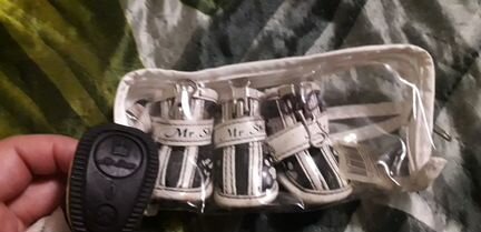 Обувь для мини йорка