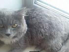 Сибирские котята породистые объявление продам