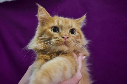 Кэкс ищет дом