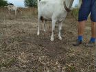 Козлята, дойные козы порода ламанча объявление продам