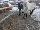Лошадь Орловская рысистая 6 лет объявление продам