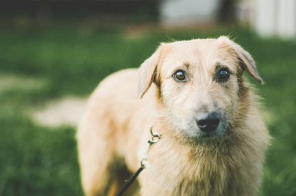 Собака Ася в добрые руки