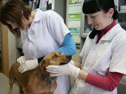 Ветеринарный врач выезд 24 часа