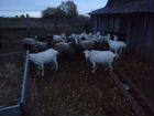 Овцы разных пород, русские, романовские, катумские объявление продам