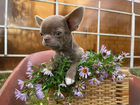 Чихуахуа мини лиловая девочка щенок