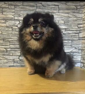 Стрижка собак кошечек.возможен срочный выезд,кругл