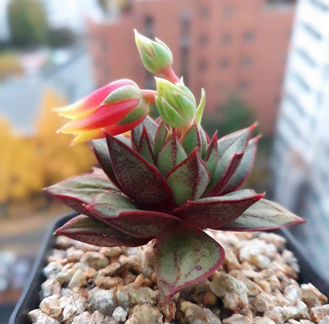 Эхеверия Пурпузорум (Echeveria Purpusorum)