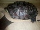 Красноухая земноводная черепашка Тарантелла, длина объявление продам