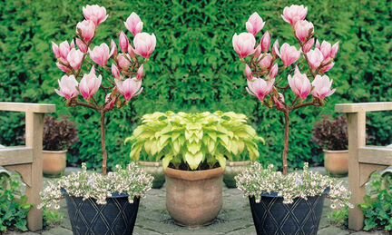 Магнолия коко для комнатного выращивания