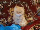Персидский кот, в добрые руки