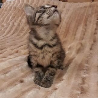 Котенок в добрые руки