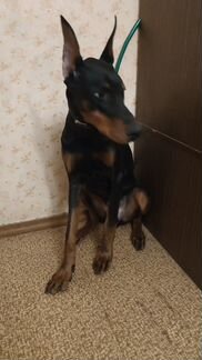 Доберман 8мес 