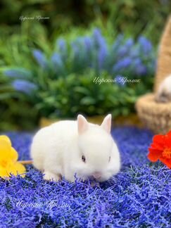 Гермелины Царский Кролик