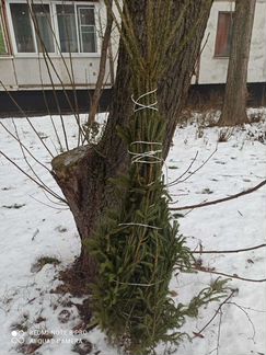 Ель живая
