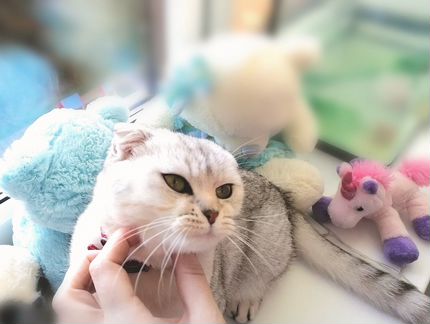 Шотландская шиншила кошка для души и в разведение