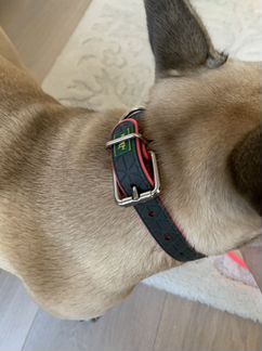 Ошейник для собак