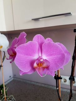 Фаленопсис