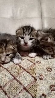 Котята курильский бобтейл