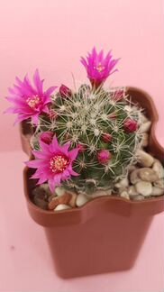 Кактус Mammillaria zeilmanniana n. 162